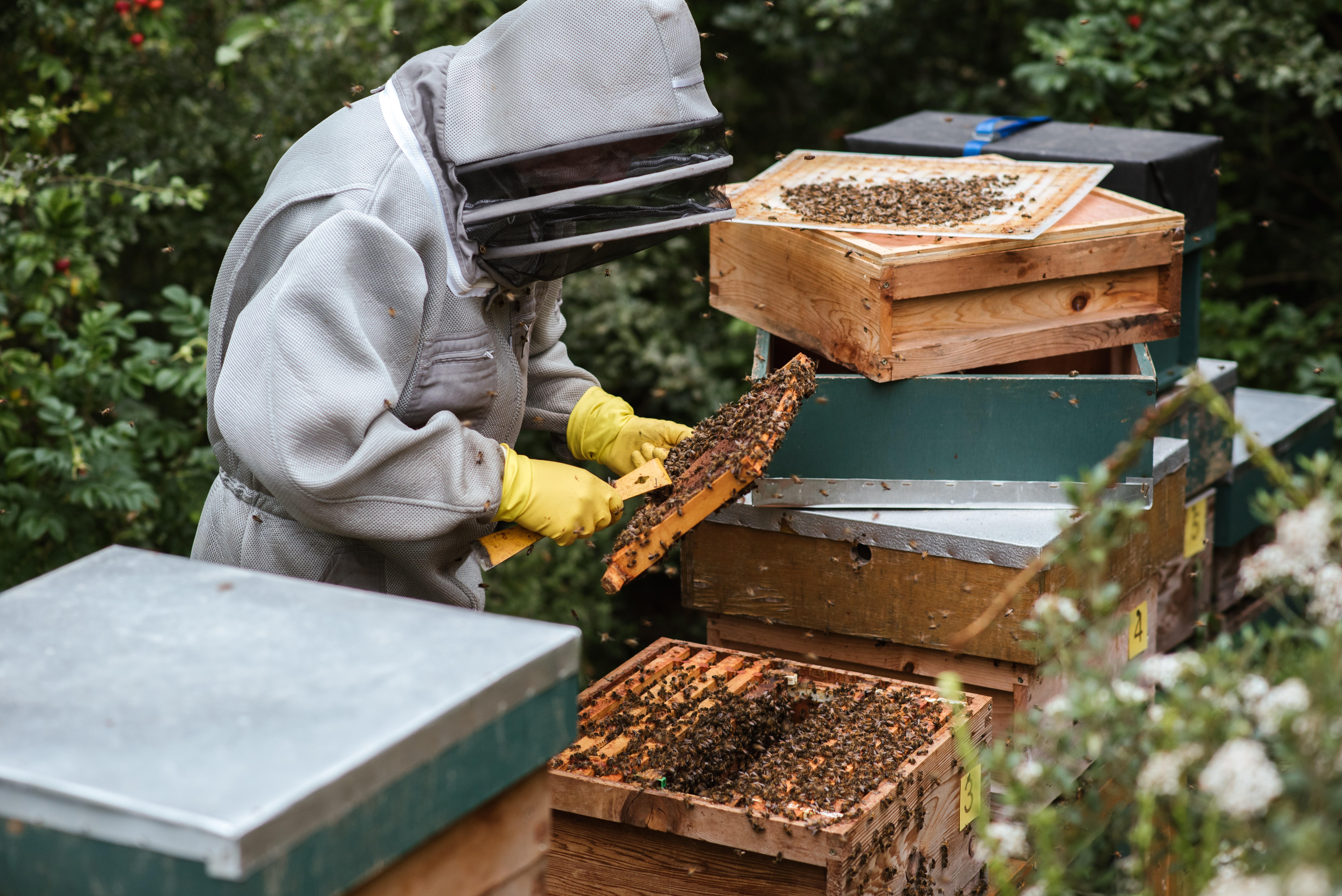 How to Start a Beekeeping Business